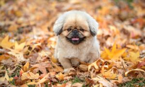 ズワイガニのギフトを送料無料で贈る際のおすすめは？