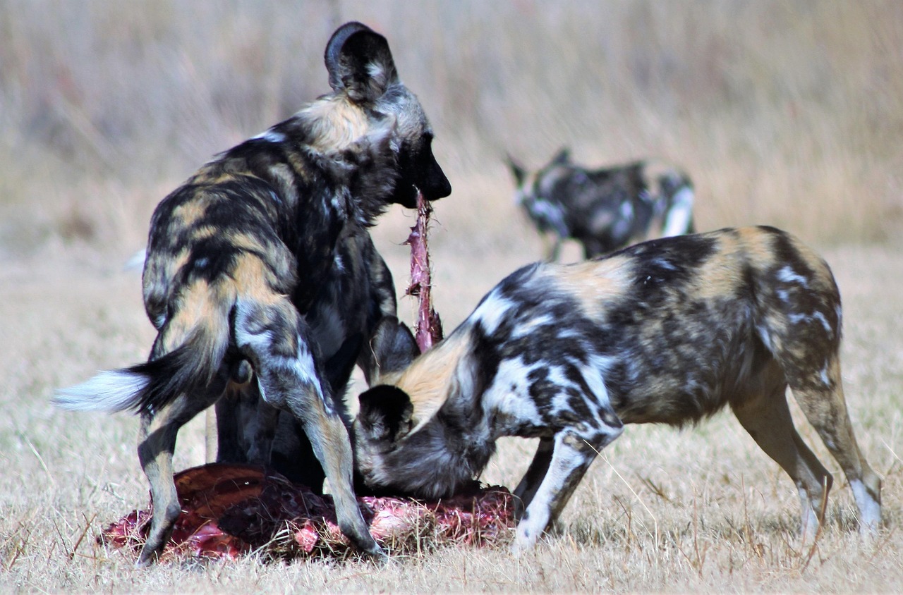 年末年始におすすめのカニ通販で最安値はどこ？