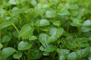 お歳暮に最適なカニギフトは送料無料でどこで購入できる？