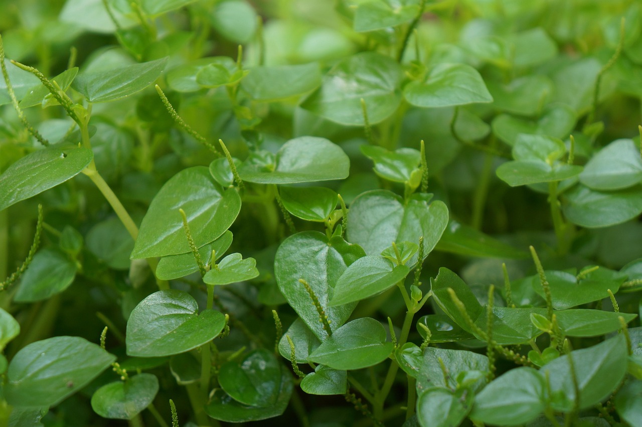 お歳暮に最適なカニギフトは送料無料でどこで購入できる？