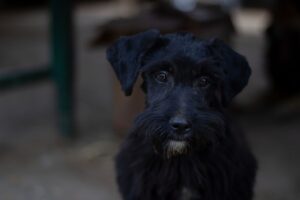 年末年始にぴったりのカニ贈答用ランキングは？