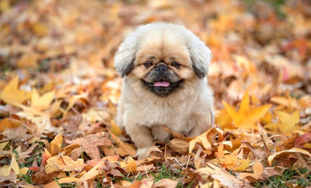 ズワイガニギフトで贈る人気のおすすめ商品は？