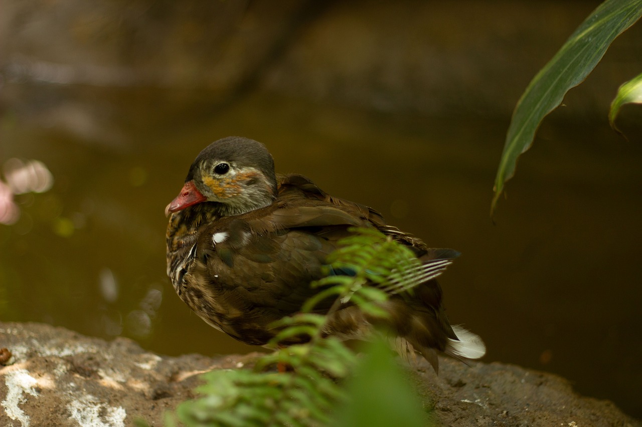 年末年始におすすめの人気カニ通販は？