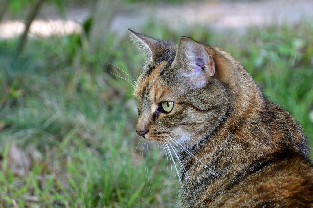 カニ通販で迷っている人におすすめの選び方は？