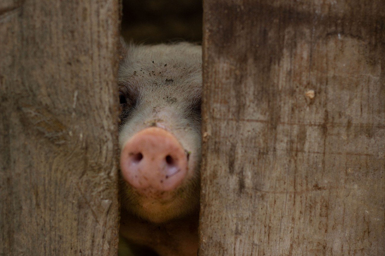 年末年始に食べるべき人気の食べ物は？