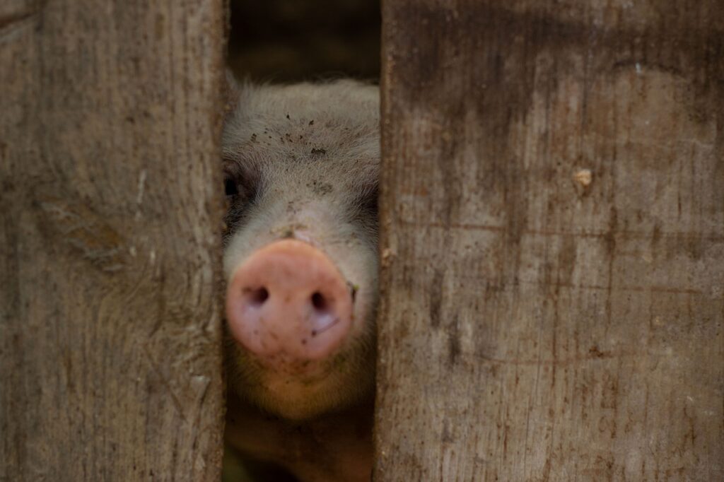年末年始におすすめのカニ通販の口コミは？