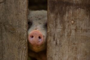 年末年始におすすめのカニ通販の口コミは？