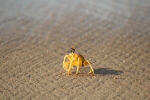 ボイルカニの通販は本当に評判通り？失敗しない選び方は？