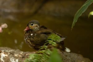 年末年始におすすめのカニ通販の評判は？