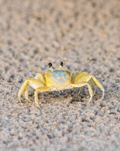 食べ比べ カニ 通販 はどれがいい？