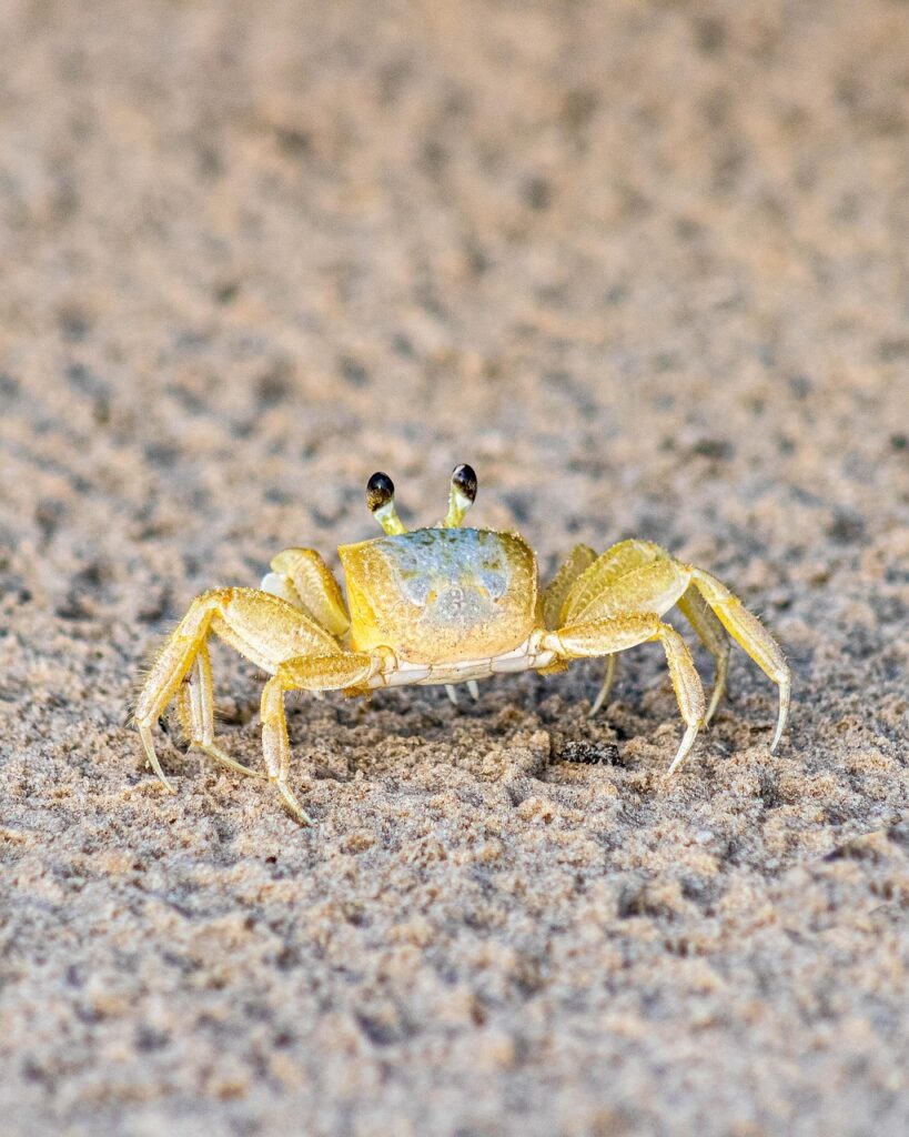 食べ比べ カニ 通販 はどれがいい？